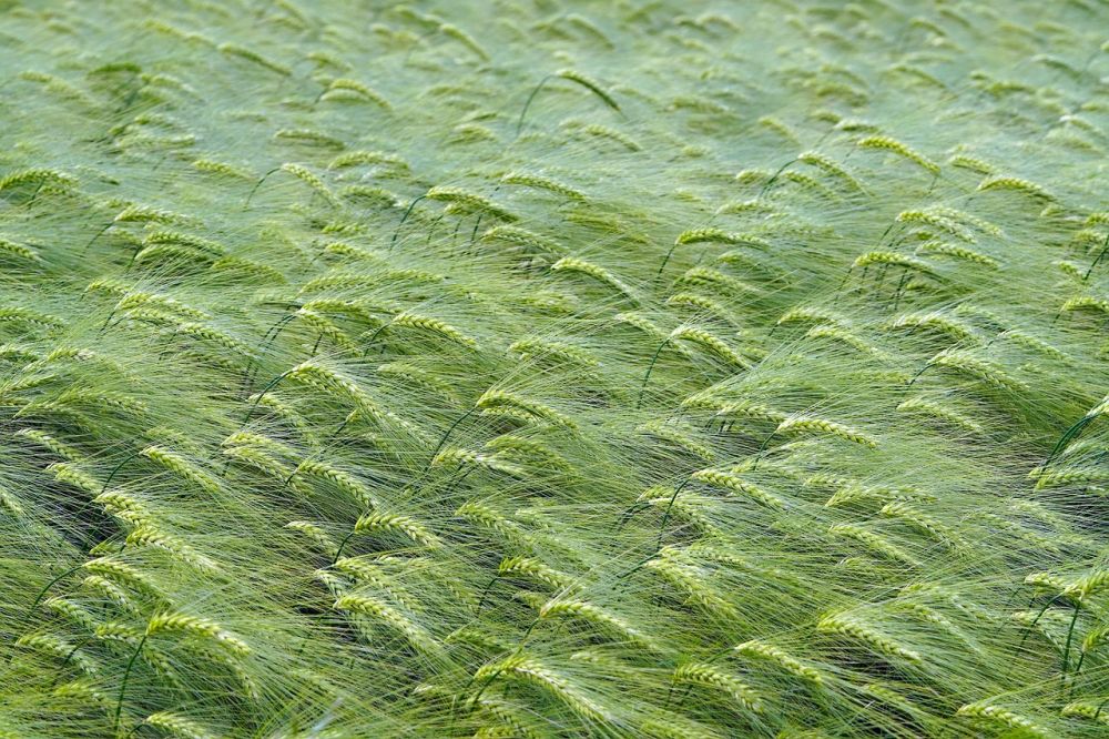 Bedemand nykøbing mors  sådan får du tryg hjælp i en svær tid